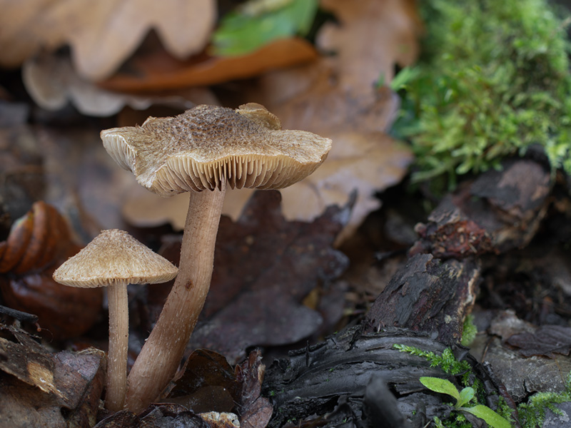 Inocybe cervicolor
